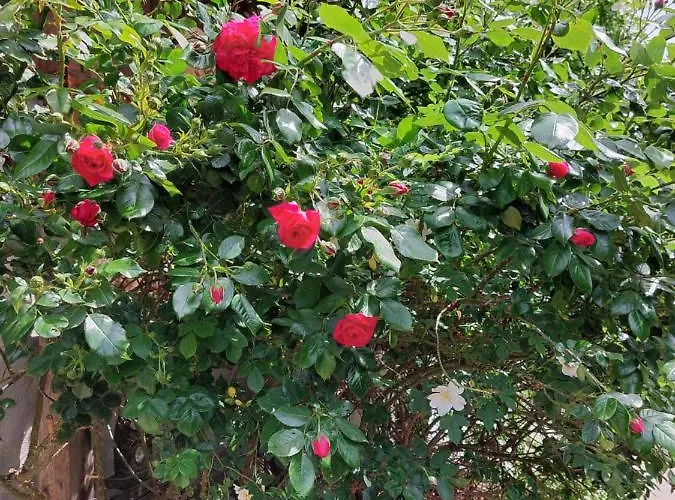 Auszeit Hof Narla דירה